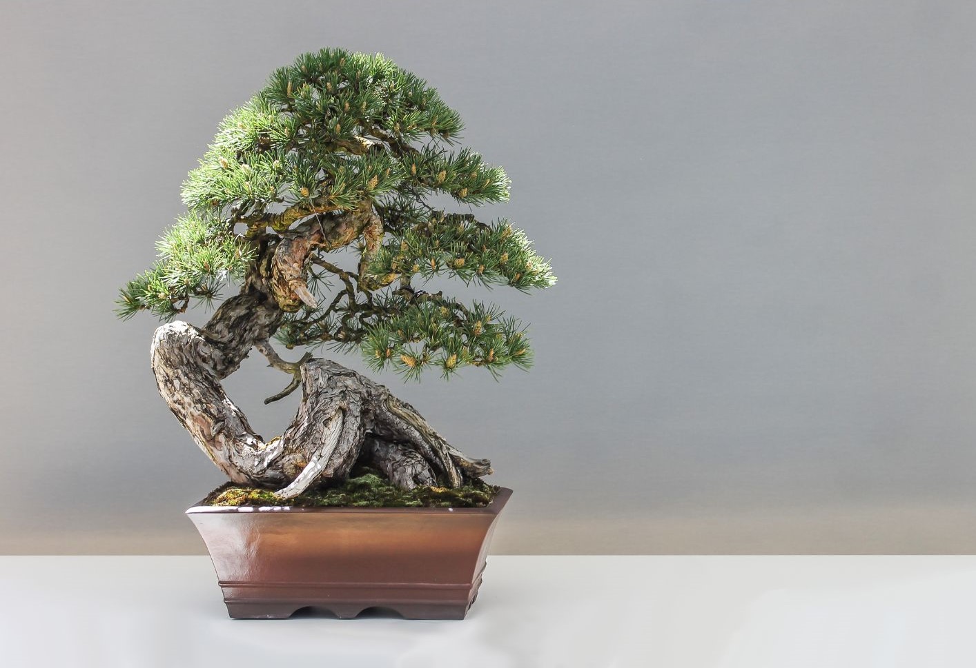 A windswept Japanese white pine bonsai with a gnarled, weathered trunk in a bronze ceramic pot, against a soft grey background